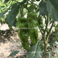 P32 Jubar maturité précoce grande taille peau mince graines de poivron vert hybride